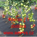 Rajče tyčkov&eacute; hybridn&iacute; Ateron F1