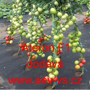 Rajče tyčkov&eacute; hybridn&iacute; Ateron F1