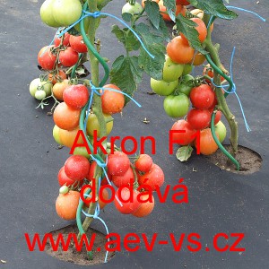 Rajče tyčkov&eacute; hybridn&iacute; Akron F1