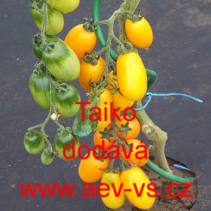 Rajče tyčkov&eacute; Taiko