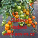 Rajče tyčkov&eacute; Zlatava