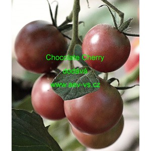 Rajče tyčkov&eacute; Chocolate Cherry