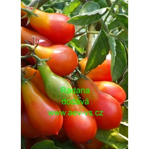 Rajče tyčkov&eacute; Radana