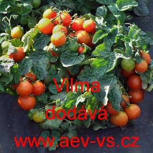 Rajče balkonov&eacute; Vilma