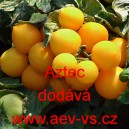 Rajče balk&oacute;nov&eacute; Aztec