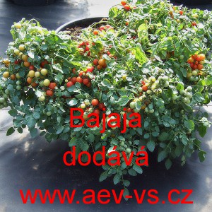 Rajče balkonov&eacute; Bajaja