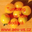 Rajče balkonov&eacute; přepad&aacute;vaj&iacute;c&iacute; (převisl&eacute;) Tumbling Yellow Tom