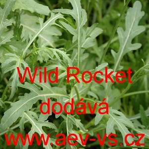 Rukola divok&aacute; Wild Rocket