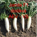 Ředkev set&aacute; hybridn&iacute; Jarola F1