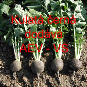 Ředkev set&aacute; Kulat&aacute; čern&aacute;