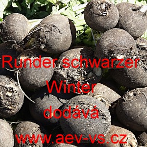 Ředkev set&aacute; Runder schwarzer Winter