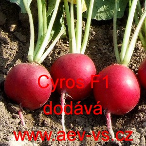 Ředkvička hybridn&iacute; Cyros F1