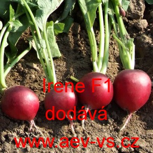 Ředkvička hybridn&iacute; Irene F1