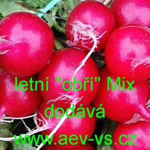 Ředkvička letn&iacute; "obř&iacute;" Mix