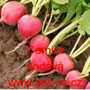 Ředkvička letn&iacute; Carnita