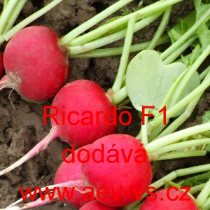 Ředkvička hybridn&iacute; letn&iacute; Ricardo F1