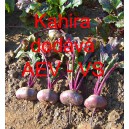 Řepa červen&aacute; sal&aacute;tov&aacute; Kahira