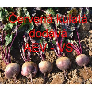 Řepa červen&aacute; sal&aacute;tov&aacute; Červen&aacute; kulat&aacute;