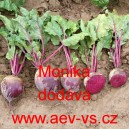 Řepa červen&aacute; sal&aacute;tov&aacute; Monika