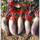 Řepa červen&aacute; sal&aacute;tov&aacute; Renova