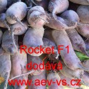 Řepa červen&aacute; sal&aacute;tov&aacute; hybridn&iacute; Rocket F1