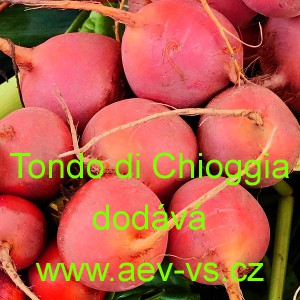 Řepa sal&aacute;tov&aacute; Tonda di Chioggia