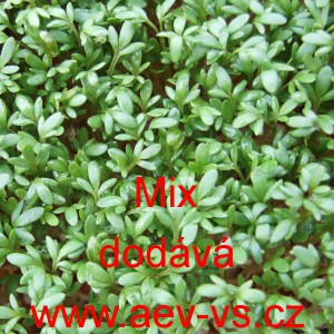 Řeřicha set&aacute; Mix