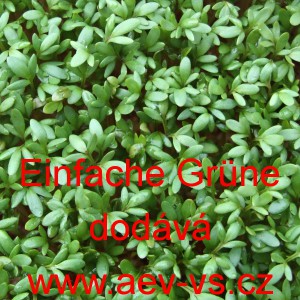 Řeřicha set&aacute; Einfache Gr&uuml;ne