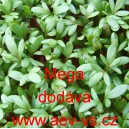 Řeřicha set&aacute; Mega