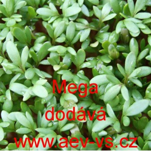 Řeřicha set&aacute; Mega