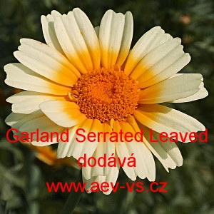 Kopretina chryzant&eacute;ma věncov&aacute; sal&aacute;tov&aacute; Garland Serrated Leaved