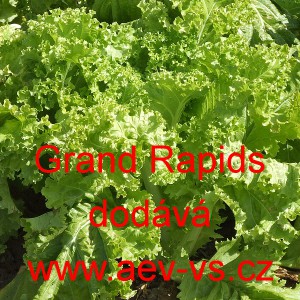 Sal&aacute;t chřestov&yacute; japonsk&yacute; Grand Rapids