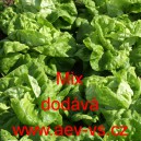 Sal&aacute;t hl&aacute;vkov&yacute; k rychlen&iacute; Mix