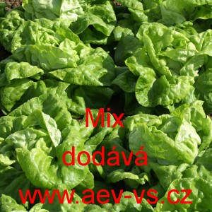 Sal&aacute;t hl&aacute;vkov&yacute; k rychlen&iacute; Mix