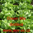 Sal&aacute;t hl&aacute;vkov&yacute; celoročn&iacute; Green Mix