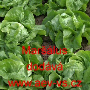 Sal&aacute;t hl&aacute;vkov&yacute; Mar&scaron;&aacute;lus