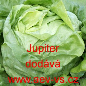 Sal&aacute;t hl&aacute;vkov&yacute; Jupiter