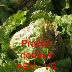 Sal&aacute;t hl&aacute;vkov&yacute; ledov&yacute; Pražan