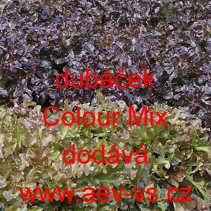 Sal&aacute;t listov&yacute; dub&aacute;ček Colour Mix