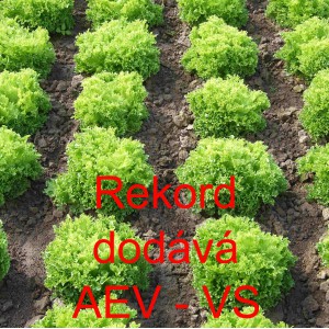 Sal&aacute;t listov&yacute; Rekord