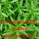 Saturejka zahradn&iacute; Bohnenkraut Mix