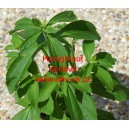 St&eacute;vie sladk&aacute; Honigkraut