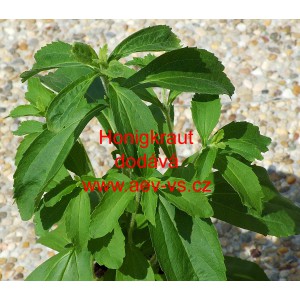 St&eacute;vie sladk&aacute; Honigkraut