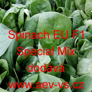 &Scaron;pen&aacute;t set&yacute; zeln&yacute; hybridn&iacute; Spinach EU F1 Special Mix