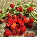 &Scaron;pen&aacute;t jahodov&yacute; merl&iacute;k listnat&yacute; Erdbeerspinat