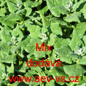 &Scaron;pen&aacute;t novoz&eacute;landsk&yacute; čtyřboč rozložit&aacute; Mix