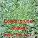 &Scaron;těrb&aacute;k Endivie čekanka kadeřav&aacute; Escariol gr&uuml;ner