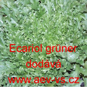 &Scaron;těrb&aacute;k Endivie čekanka kadeřav&aacute; Escariol gr&uuml;ner