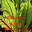 &Scaron;ťov&iacute;k krvav&yacute; Blutamfer