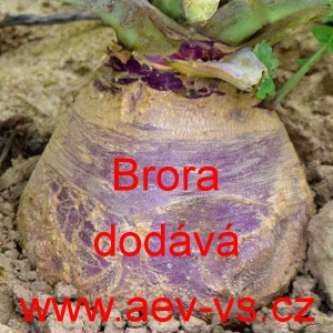 Tuř&iacute;n brukev řepka Brora